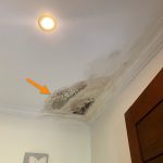 Mold Growth