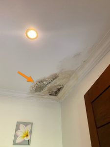 mold growth