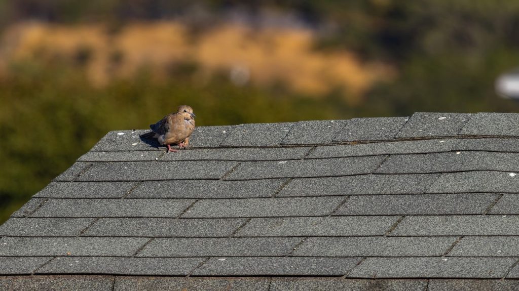 A lone mourning dove perched on a shingle rooftop under clear skies.